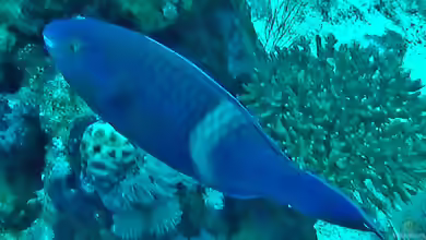 Scarus fuscopurpureus im Aquarium halten