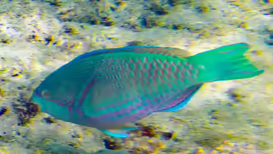 Scarus globiceps im Aquarium halten