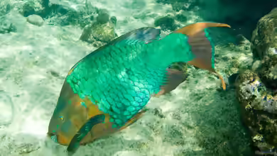 Scarus guacamaia im Aquarium halten