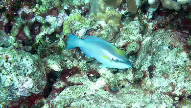 Scarus iseri im Aquarium halten