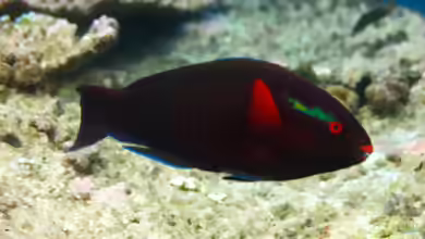 Scarus niger im Aquarium halten