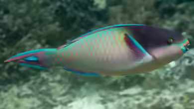 Scarus oviceps im Aquarium halten