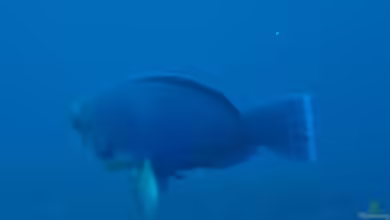 Scarus ovifrons im Aquarium halten