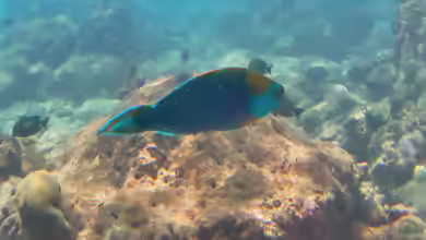 Scarus prasiognathos im Aquarium halten
