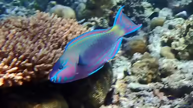 Scarus psittacus im Aquarium halten