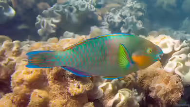 Scarus rivulatus im Aquarium halten
