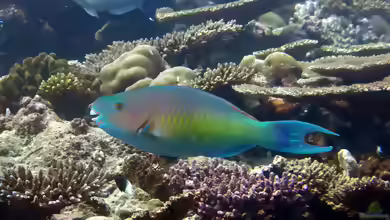 Scarus rubroviolaceus im Aquarium halten