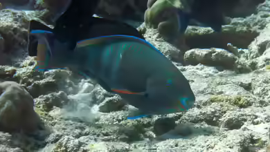 Scarus russelii im Aquarium halten