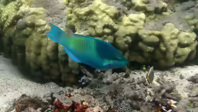 Scarus scaber im Aquarium halten
