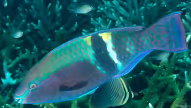 Scarus schlegeli im Aquarium halten