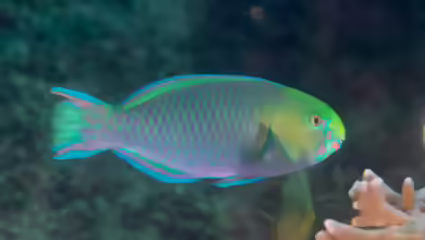 Scarus spinus im Aquarium halten