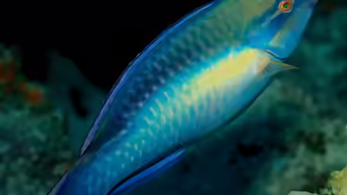 Scarus taeniopterus im Aquarium halten