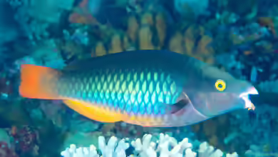 Scarus tricolor im Aquarium halten
