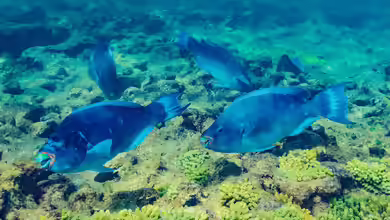 Scarus trispinosus im Aquarium halten