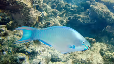 Scarus vetula im Aquarium halten