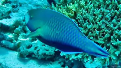 Scarus viridifucatus im Aquarium halten
