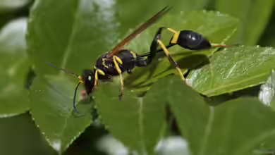Sceliphron caementarium im Garten