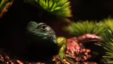 Sceloporus malachiticus im Terrarium halten