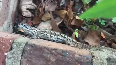 Sceloporus undulatus im Terrarium halten