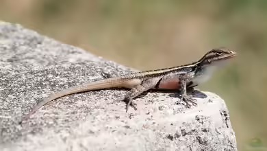 Sceloporus variabilis im Terrarium halten