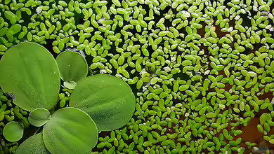 Schaden oder Nutzen: Wasserlinsen (Lemna) im Gartenteich