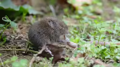 Schäden durch Wühlmäuse an Gartenteichen