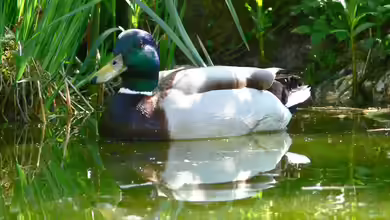 Schädlinge im Gartenteich – Erkennen und Bekämpfen
