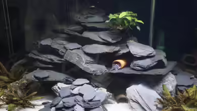 Schiefer: Das Material für Aquariumbastler