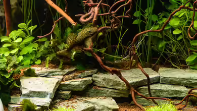 Schiefer im Aquarium