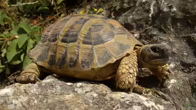 Schildkröten: Deshalb können sie so unglaublich alt werden