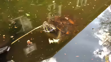 Schildkröten ab sofort wieder im Gartenteich!