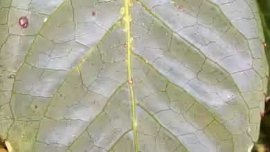 Schildläuse im Garten erkennen, bekämpfen und nachhaltig vorbeugen