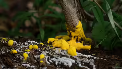 Schimmel im Terrarium - Ursachen, Bekämpfung und Vorbeugung