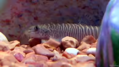 Schistura mahnerti im Aquarium halten