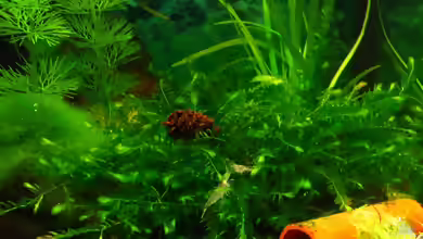 Schlafmoosähnliches Brunnenmoos im Aquarium pflegen
