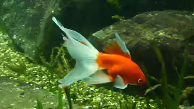 Schleierschwanz Goldfisch im Gartenteich oder Aquarium