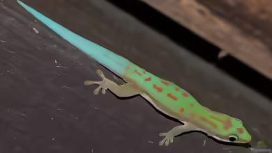 Schlichttaggecko - Phelsuma modesta: Haltung, Lebensraum und Pflege im Terrarium