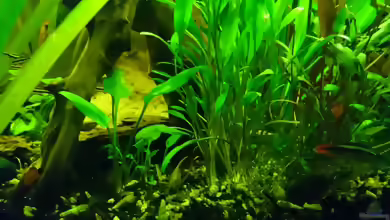 Schmalblättrige Nevelli-Wasserkelch im Aquarium pflegen
