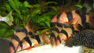 Schmerlen im Aquarium halten