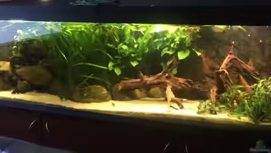 Schmerlen-Tank von wandervogel