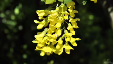 Schmetterlingsblütler - Faszinierende Pflanzenfamilie zwischen Ökologie, Gartenpraxis und Kulturgeschichte