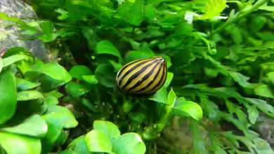 Schnecken im Aquarium halten