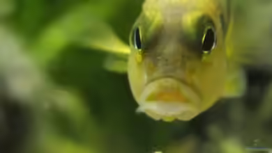 Schneckenbuntbarsche und Schnecken von TDG