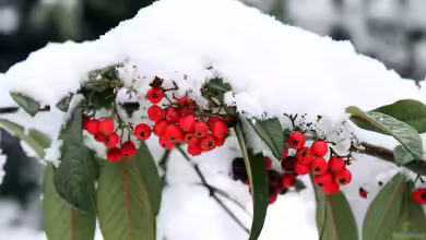 Schneebruch im Garten - Ursachen, Schäden, Vorbeugung und richtige Maßnahmen