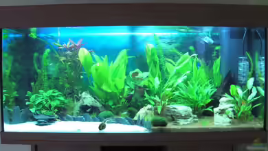 Schnelle Übernahme von H.G Wells