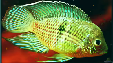 Schöner Buntbarsch aus Südamerika, der Andinoacara / Aequidens pulcher