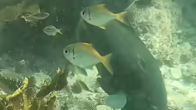Schuettea scalaripinnis im Aquarium halten