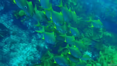 Schuettea woodwardi im Aquarium halten