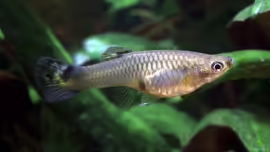 Schwangerer Guppy: Alles, was du wissen musst