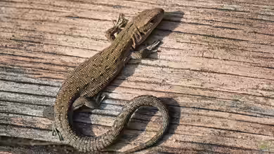 Schwanzautotomie - Selbstschutz durch Schwanzabwurf bei Reptilien